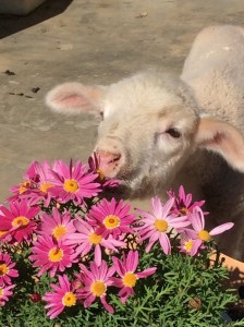 11402858_708280572609860_5982164177251612985_o