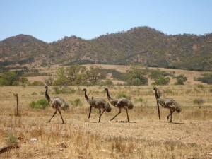emus